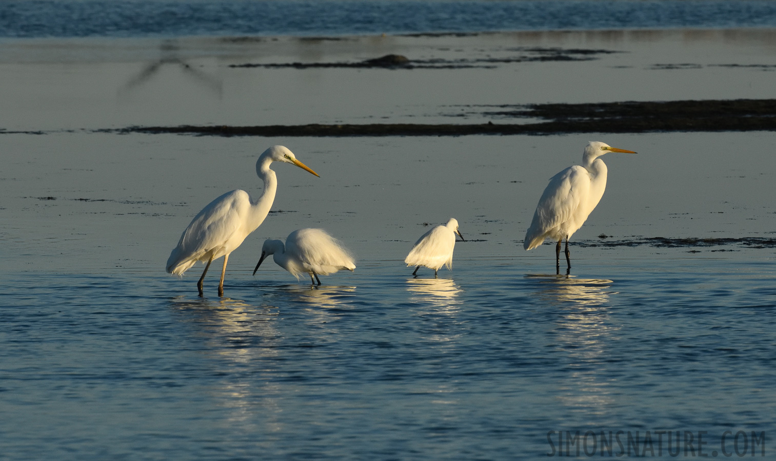 [400 mm, 1/2000 Sek. bei f / 13, ISO 1600]